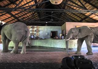 Mfuwe Lodge Elephants In Reception
