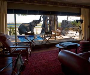 Zarafa Camp Room View Of Elephant Visiting