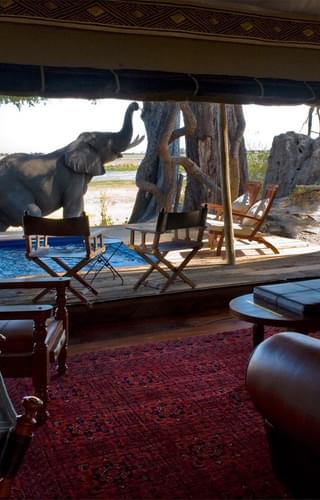 Zarafa Camp Room View Of Elephant Visiting