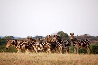 Zebra Migration Zebra Migration
