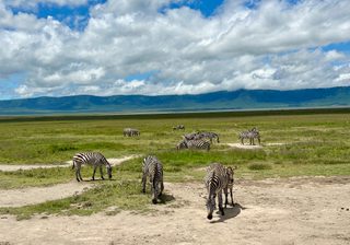 Zebras in the crater Zebras in the crater