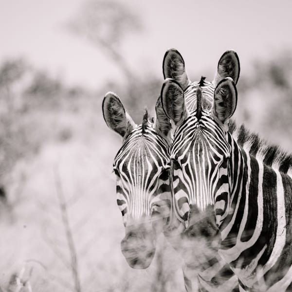 Zebras looking