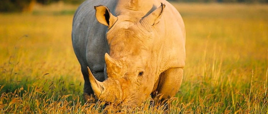 Botswana Khama Rhino Sanctuary