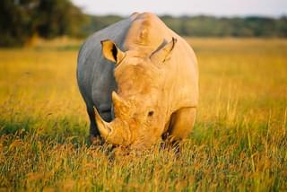 Botswana Khama Rhino Sanctuary