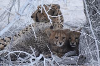 Cheetah In Etosha Namibia