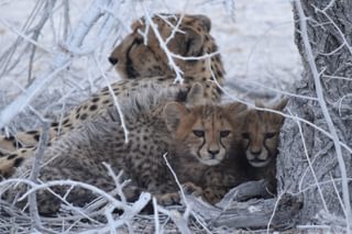 Cheetah In Etosha Namibia Cheetah In Etosha Namibia