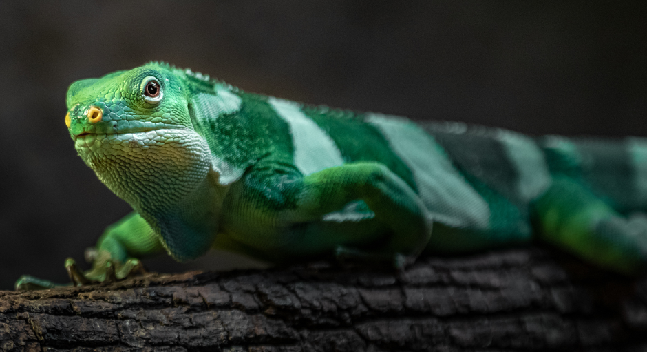 The Fijian Banded Iguana