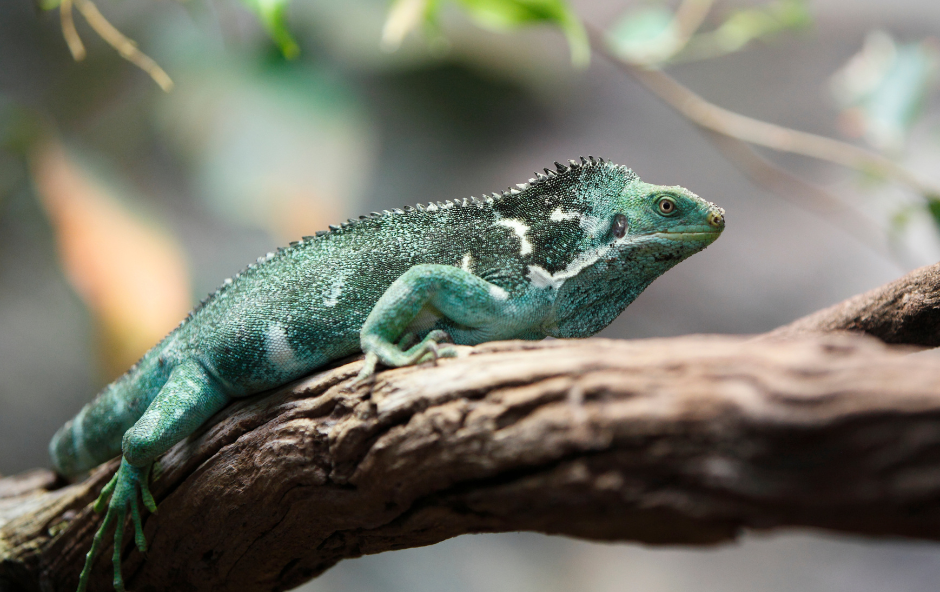Fijian Crested Iguana