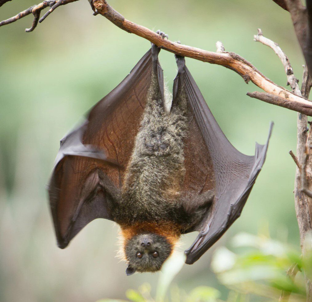 Fruit Bat (Flying Fox)