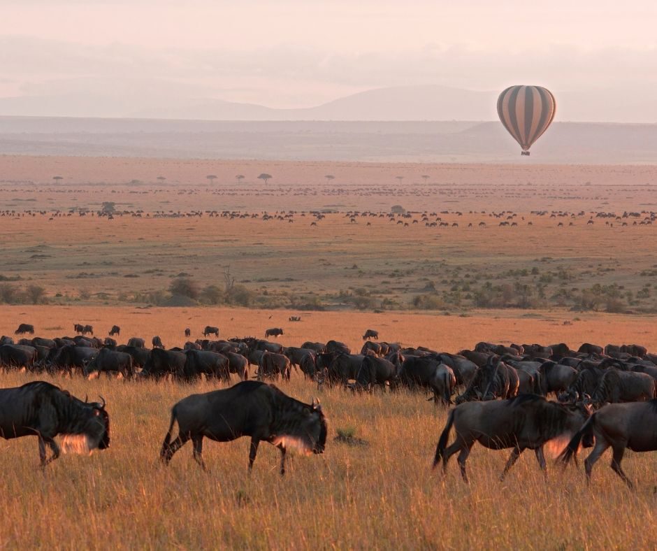 Hot air balloon over Masai Mara savannah, Kenya