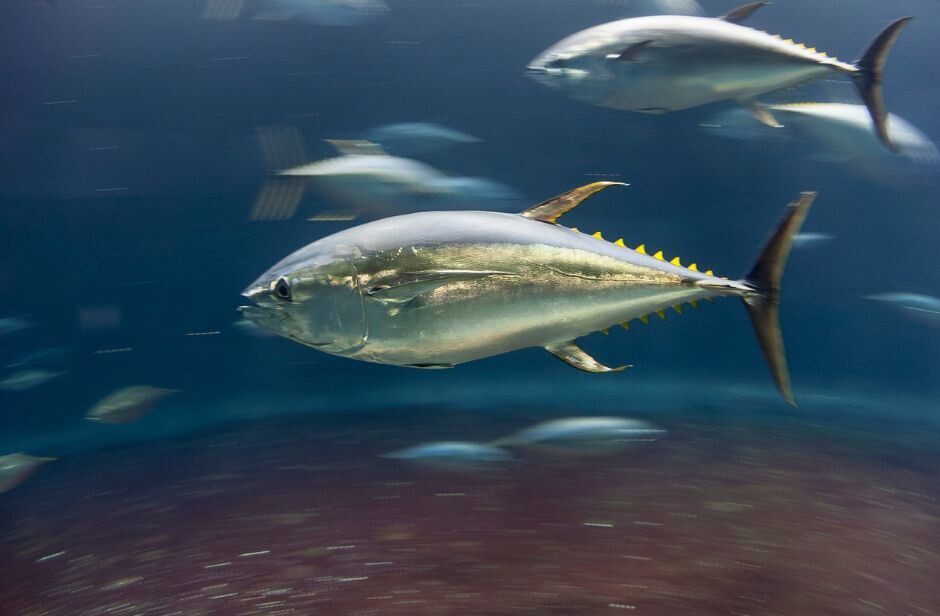 Pacific Bluefin Tuna Shoal