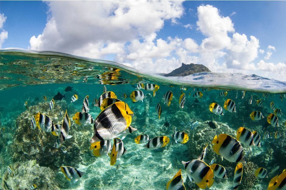Pacific Doublesaddle Butterfly Fish in French Polynesia