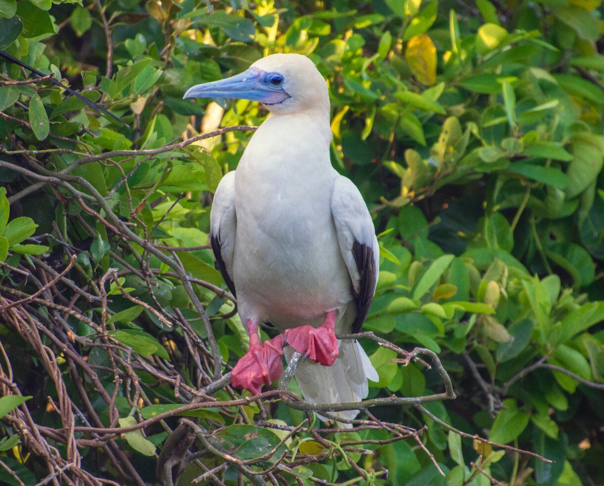 Red-footed Booby Bird